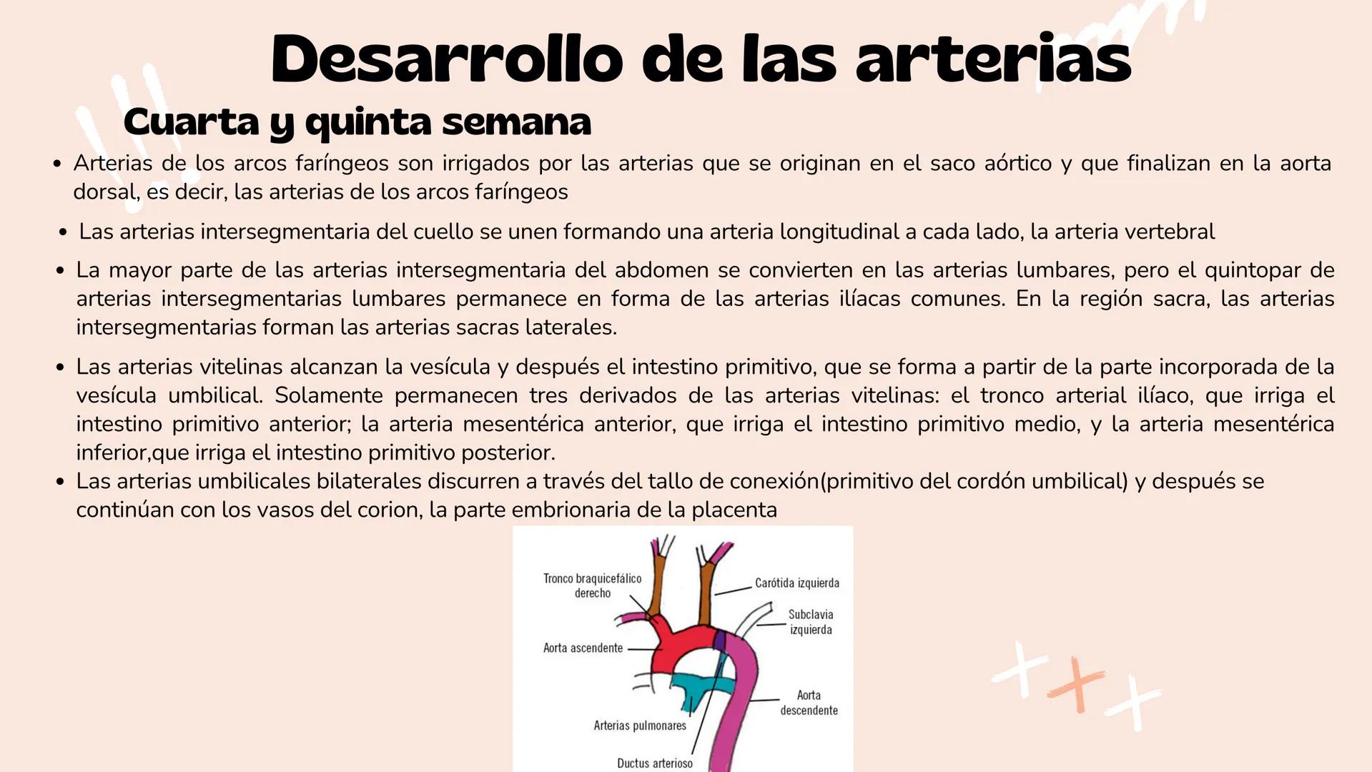 # Aparato cardiovascular
EN EL DESARROLLO EMBRIONARIO
UNIVERSIDAD
POLITÉCNICA
DE QUINTANA ROO
Formando Triunfadores.
Seno venoso
Arcos