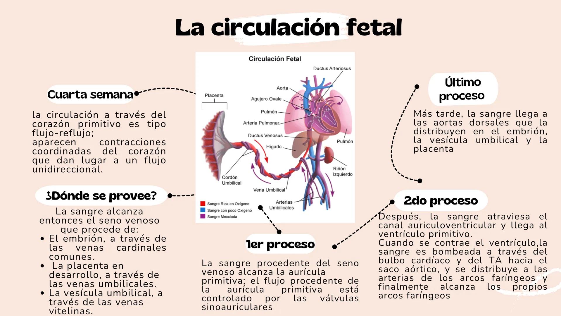 # Aparato cardiovascular
EN EL DESARROLLO EMBRIONARIO
UNIVERSIDAD
POLITÉCNICA
DE QUINTANA ROO
Formando Triunfadores.
Seno venoso
Arcos