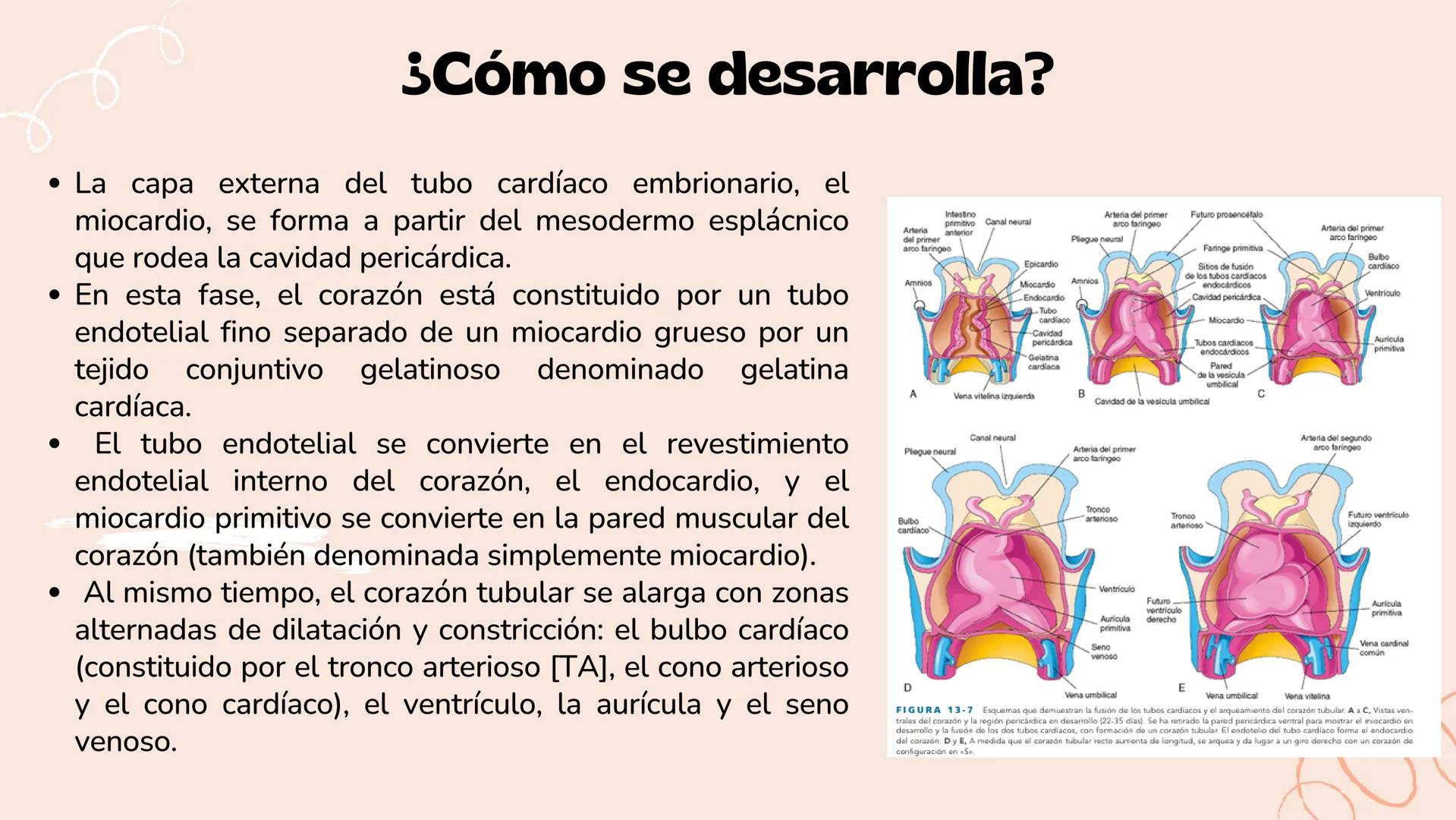 # Aparato cardiovascular
EN EL DESARROLLO EMBRIONARIO
UNIVERSIDAD
POLITÉCNICA
DE QUINTANA ROO
Formando Triunfadores.
Seno venoso
Arcos