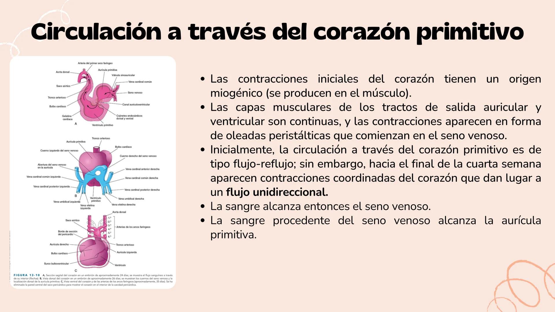 # Aparato cardiovascular
EN EL DESARROLLO EMBRIONARIO
UNIVERSIDAD
POLITÉCNICA
DE QUINTANA ROO
Formando Triunfadores.
Seno venoso
Arcos