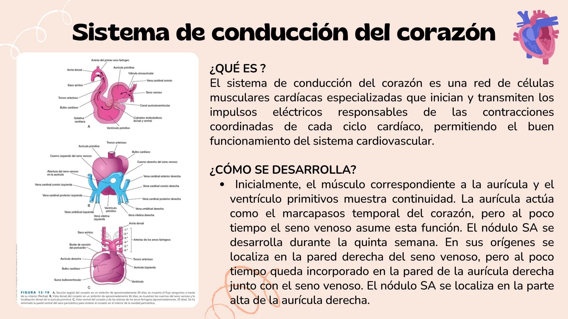 # Aparato cardiovascular
EN EL DESARROLLO EMBRIONARIO
UNIVERSIDAD
POLITÉCNICA
DE QUINTANA ROO
Formando Triunfadores.
Seno venoso
Arcos
