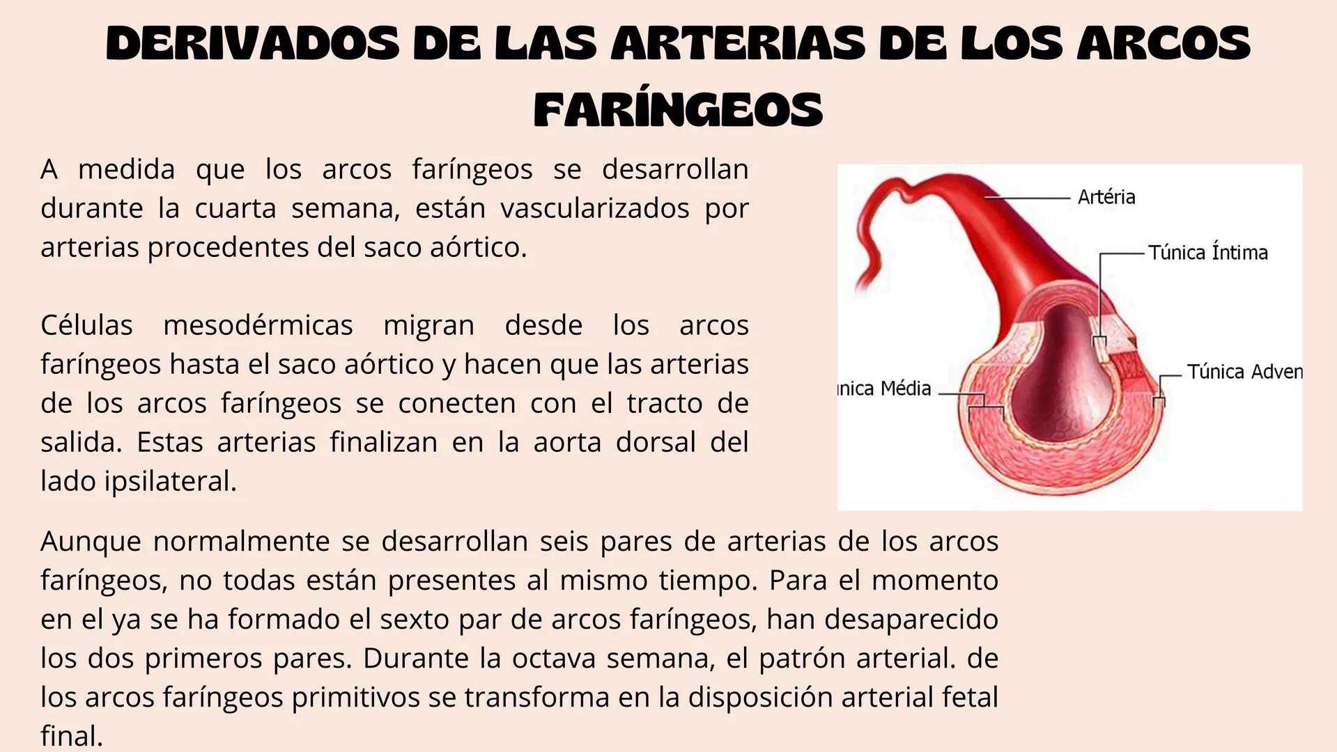 # Aparato cardiovascular
EN EL DESARROLLO EMBRIONARIO
UNIVERSIDAD
POLITÉCNICA
DE QUINTANA ROO
Formando Triunfadores.
Seno venoso
Arcos