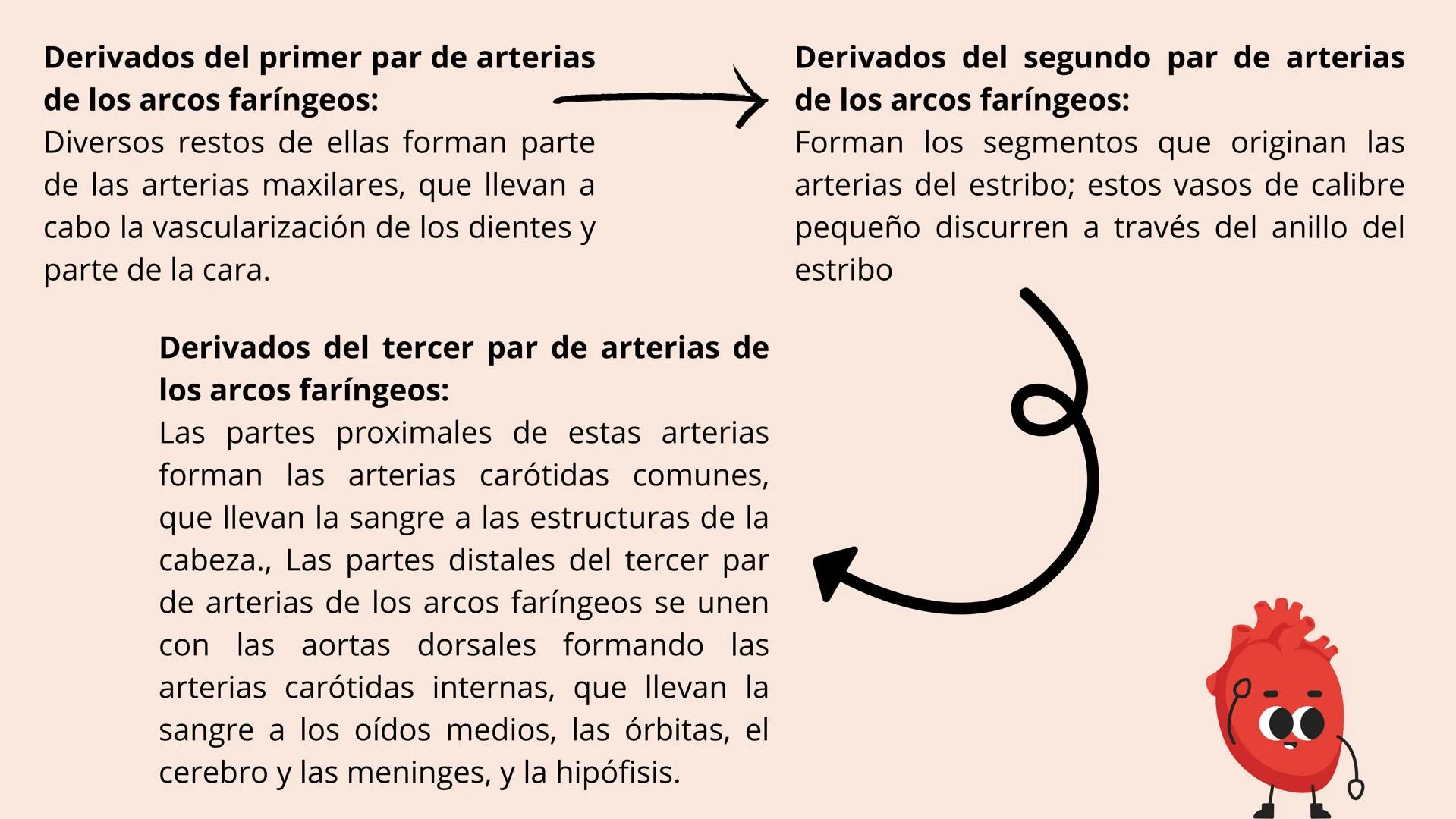 # Aparato cardiovascular
EN EL DESARROLLO EMBRIONARIO
UNIVERSIDAD
POLITÉCNICA
DE QUINTANA ROO
Formando Triunfadores.
Seno venoso
Arcos