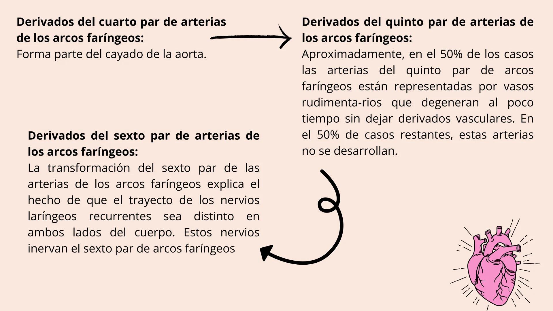 # Aparato cardiovascular
EN EL DESARROLLO EMBRIONARIO
UNIVERSIDAD
POLITÉCNICA
DE QUINTANA ROO
Formando Triunfadores.
Seno venoso
Arcos