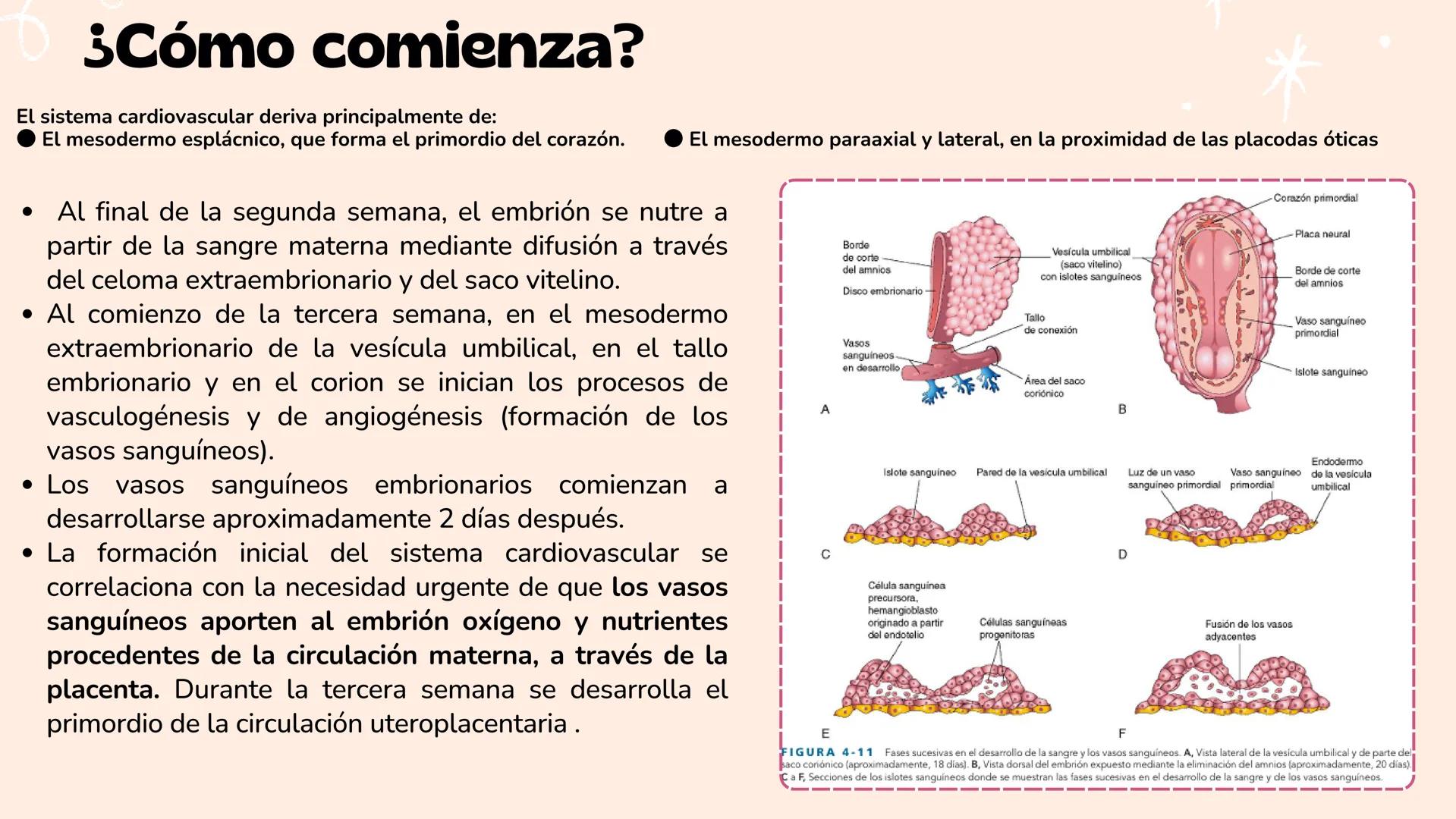 # Aparato cardiovascular
EN EL DESARROLLO EMBRIONARIO
UNIVERSIDAD
POLITÉCNICA
DE QUINTANA ROO
Formando Triunfadores.
Seno venoso
Arcos