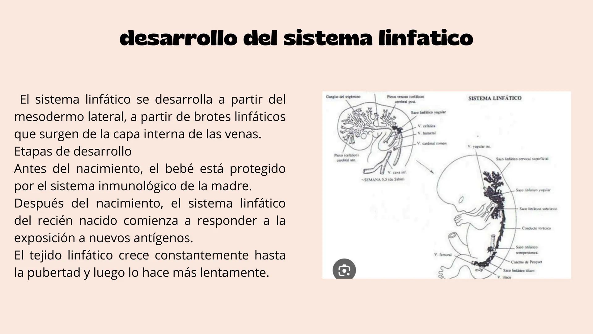 # Aparato cardiovascular
EN EL DESARROLLO EMBRIONARIO
UNIVERSIDAD
POLITÉCNICA
DE QUINTANA ROO
Formando Triunfadores.
Seno venoso
Arcos