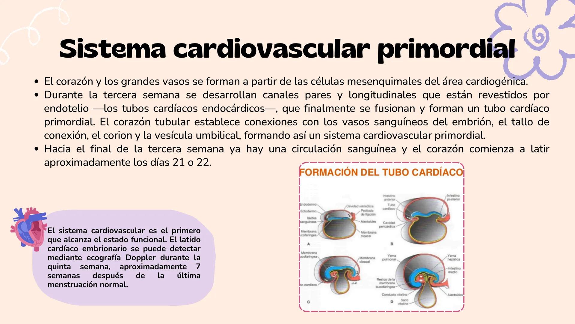 # Aparato cardiovascular
EN EL DESARROLLO EMBRIONARIO
UNIVERSIDAD
POLITÉCNICA
DE QUINTANA ROO
Formando Triunfadores.
Seno venoso
Arcos