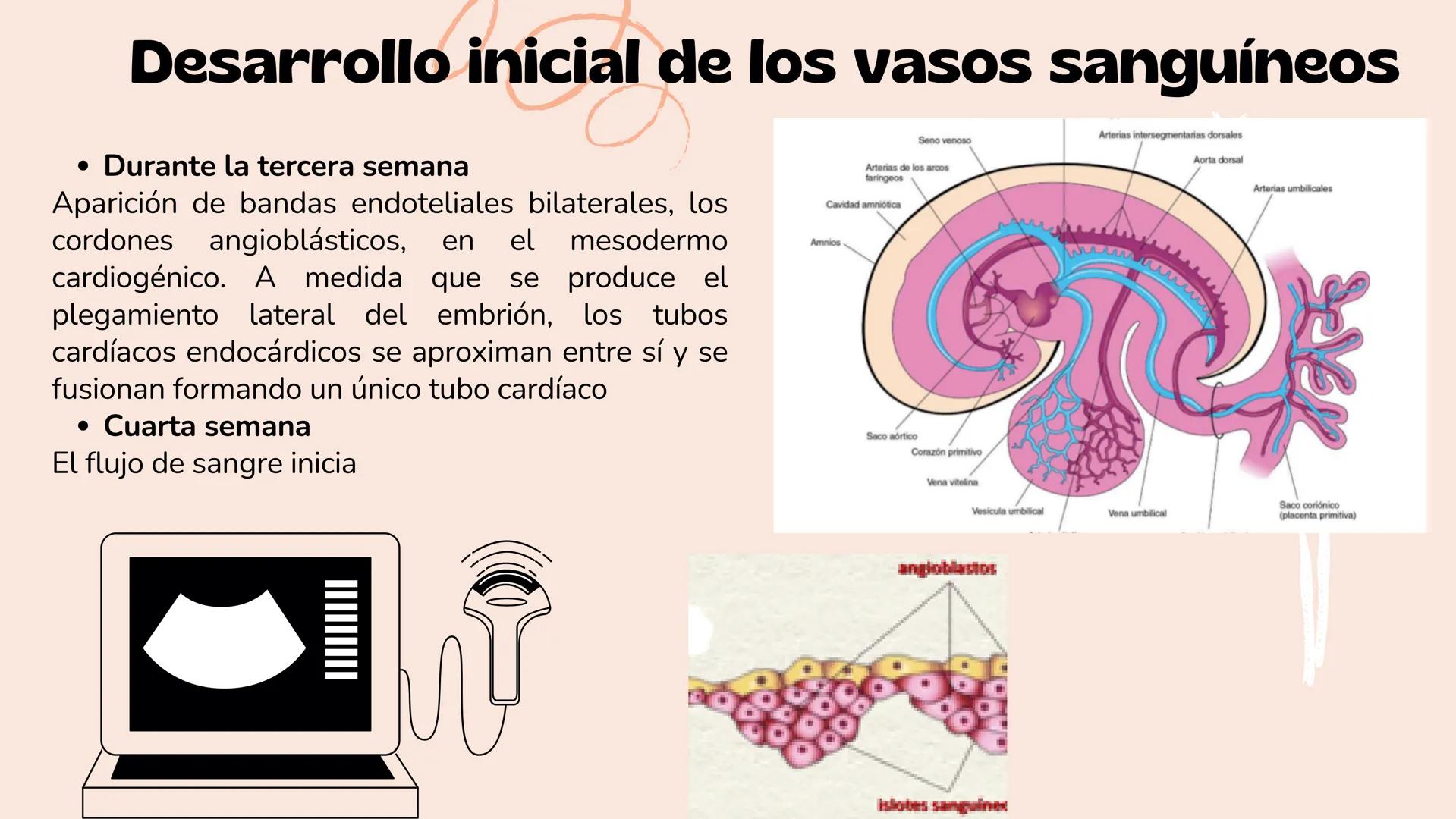 # Aparato cardiovascular
EN EL DESARROLLO EMBRIONARIO
UNIVERSIDAD
POLITÉCNICA
DE QUINTANA ROO
Formando Triunfadores.
Seno venoso
Arcos