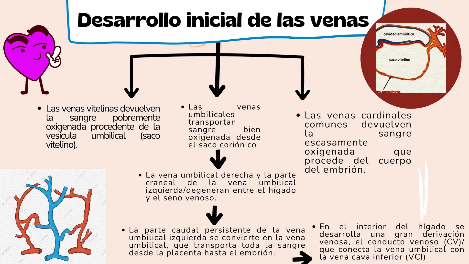 # Aparato cardiovascular
EN EL DESARROLLO EMBRIONARIO
UNIVERSIDAD
POLITÉCNICA
DE QUINTANA ROO
Formando Triunfadores.
Seno venoso
Arcos