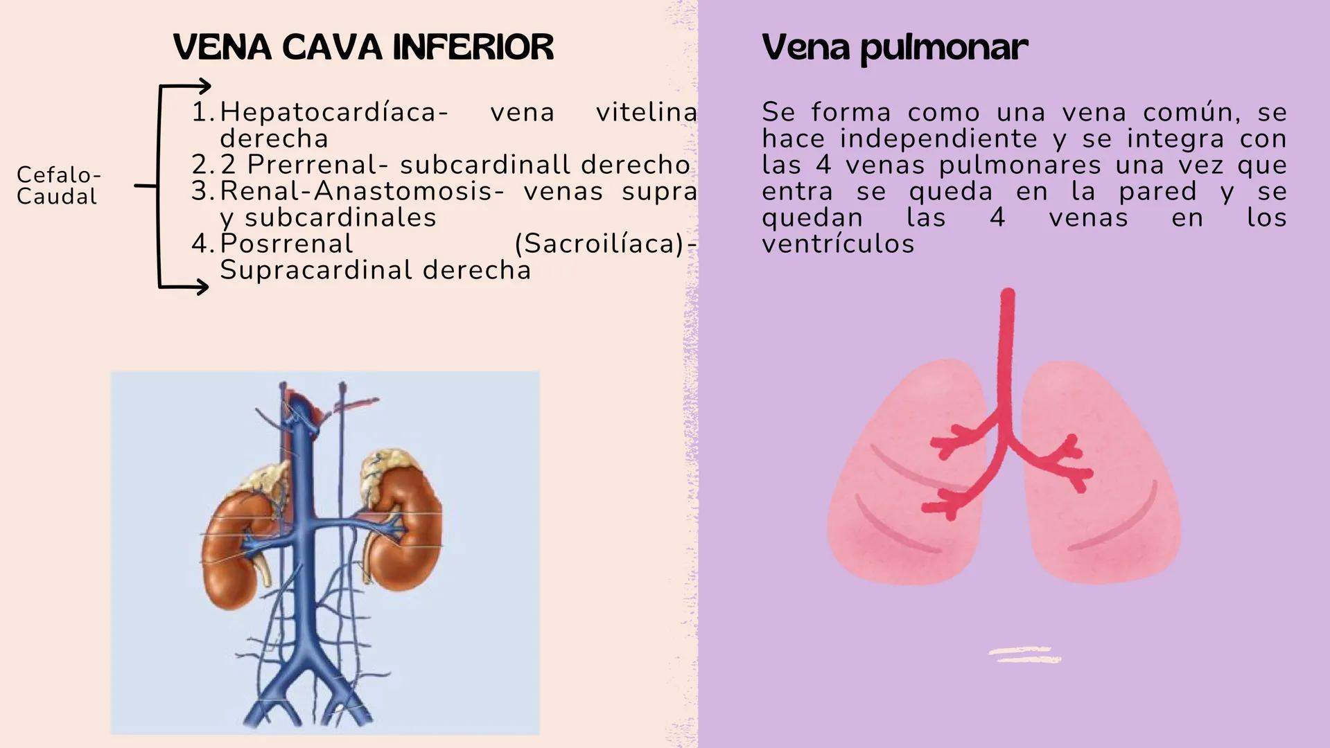 # Aparato cardiovascular
EN EL DESARROLLO EMBRIONARIO
UNIVERSIDAD
POLITÉCNICA
DE QUINTANA ROO
Formando Triunfadores.
Seno venoso
Arcos