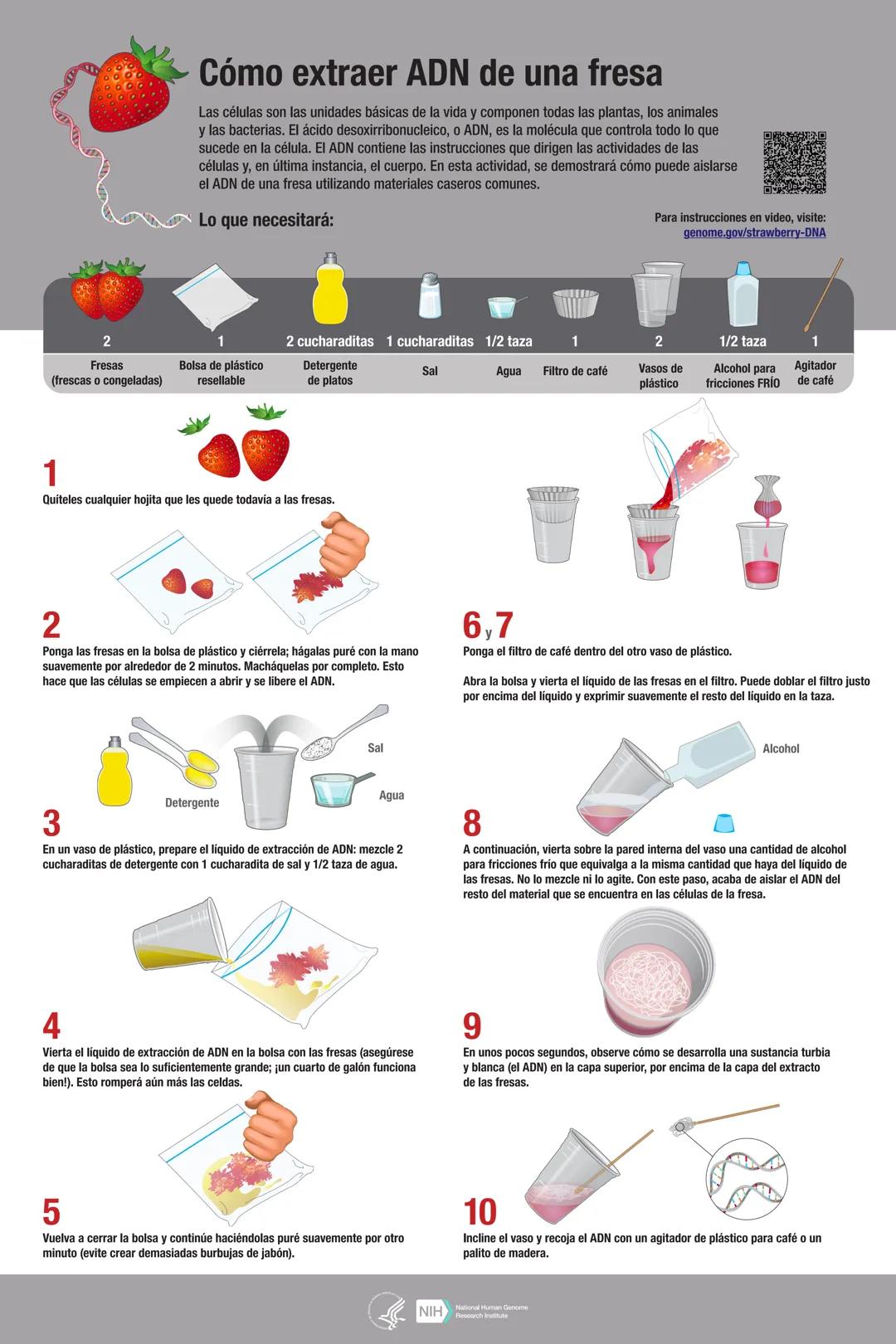 # Cómo extraer ADN de una fresa
Las células son las unidades básicas de la vida y componen todas las plantas, los animales
y las bacterias.