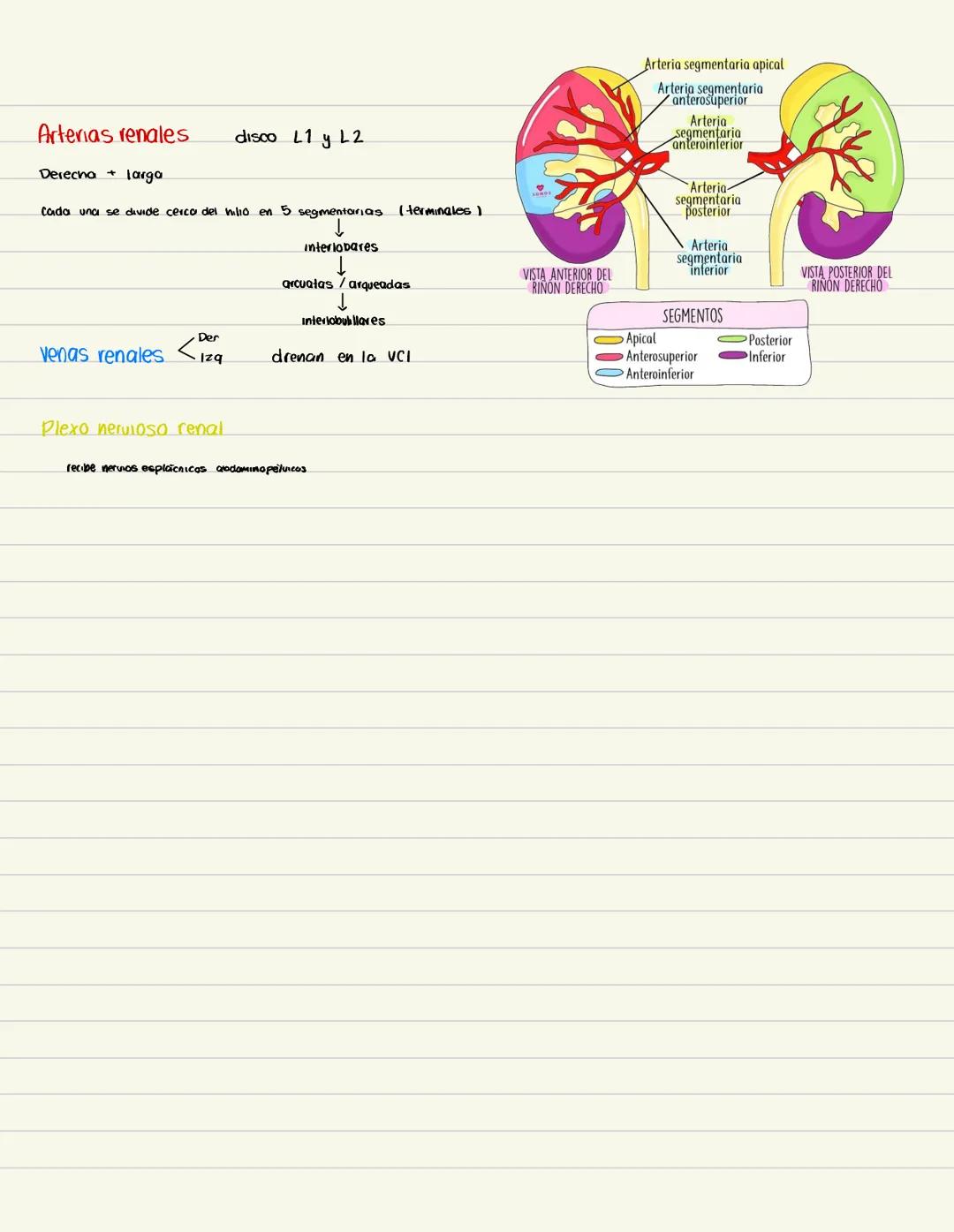 # RIÑONES
Eliminon de la sangre el exceso de agua, sates y desechos del metabolismo de las proteinas
Retropentoneales, en la pared posteri