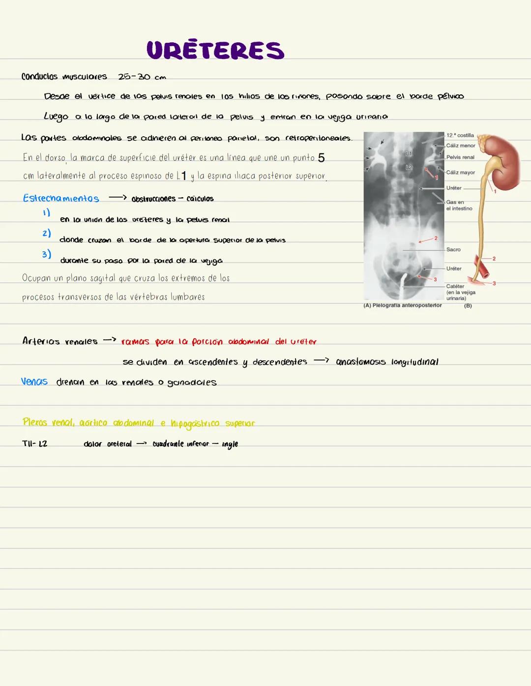 # RIÑONES
Eliminon de la sangre el exceso de agua, sates y desechos del metabolismo de las proteinas
Retropentoneales, en la pared posteri