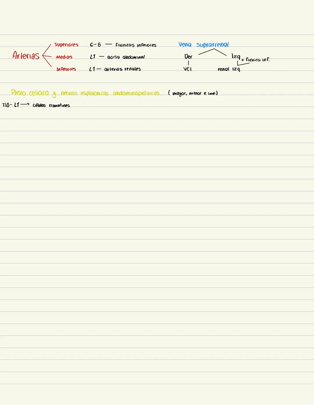 # RIÑONES
Eliminon de la sangre el exceso de agua, sates y desechos del metabolismo de las proteinas
Retropentoneales, en la pared posteri