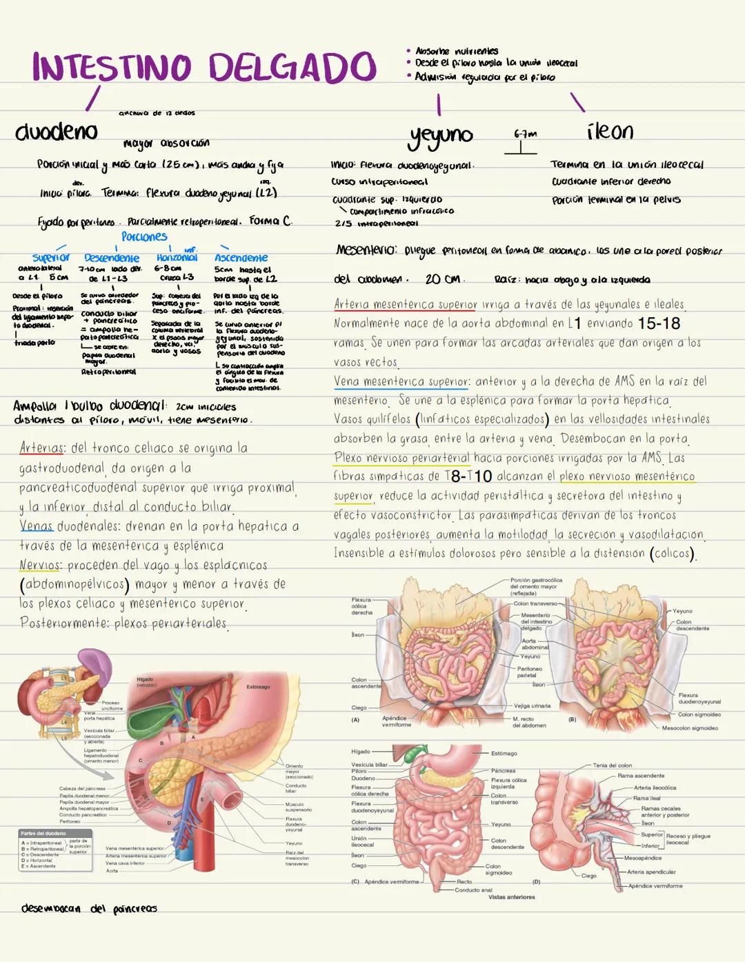 --- OCR Start ---
INTESTINO DELGADO
/
2 cledos
duodeno
mayor absorción
Porción inicial y más corta (25 cm), mas andha y fya
Iniva pilora. Te