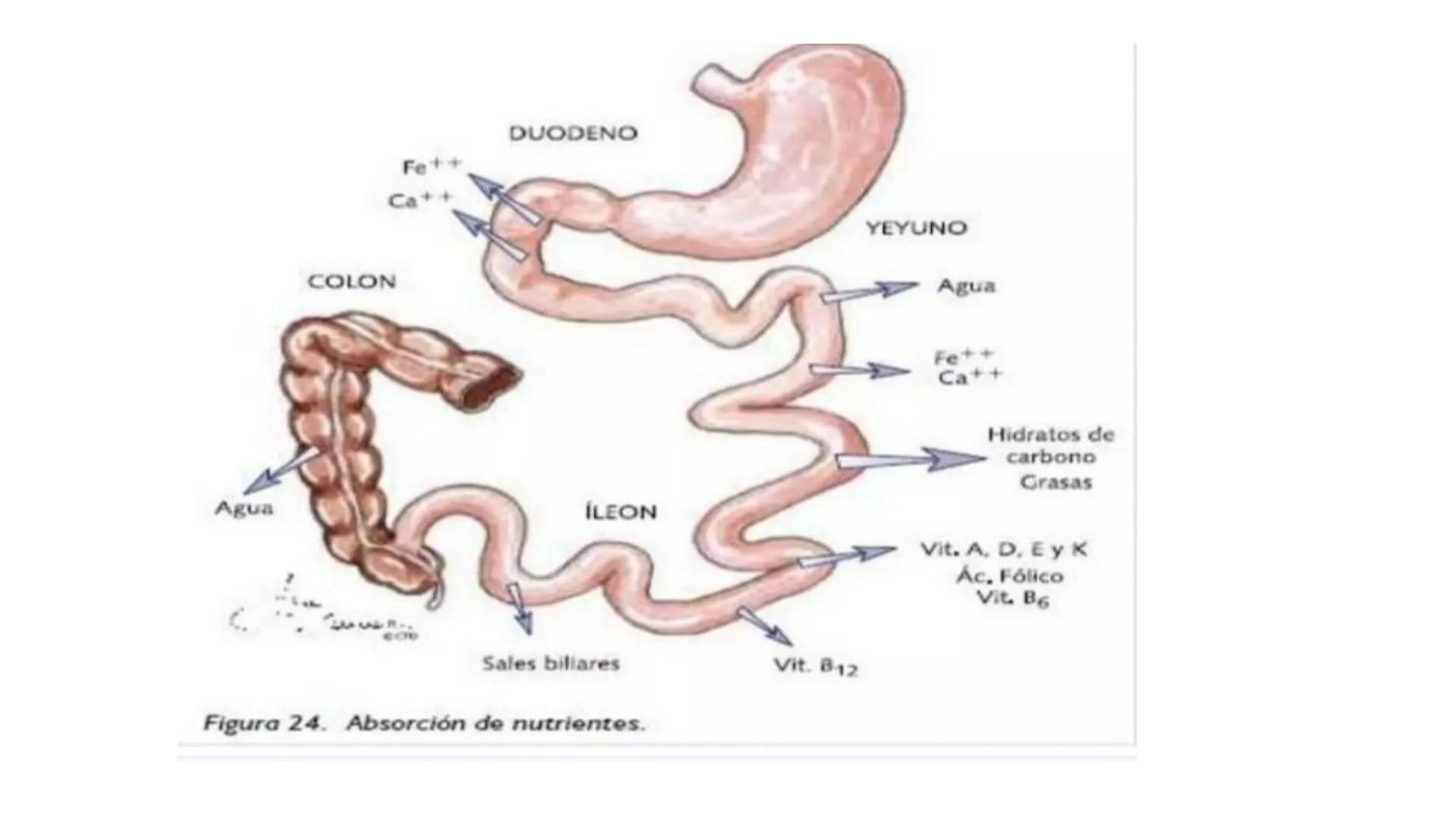 Universidad para el Bienesta
UBBJ Sede: Quechultenango
Benito Juárez García
Tema: Diarreas
Materia: Propedéutica y Medica Fisiopatología