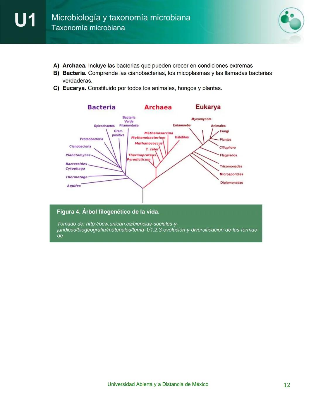 UnADM
UNIVERSIDAD ABIERTA Y
A DISTANCIA DE MÉXICO
Programa de la asignatura:
Microbiología y taxonomía
microbiana
U1 Taxonomía microbiana