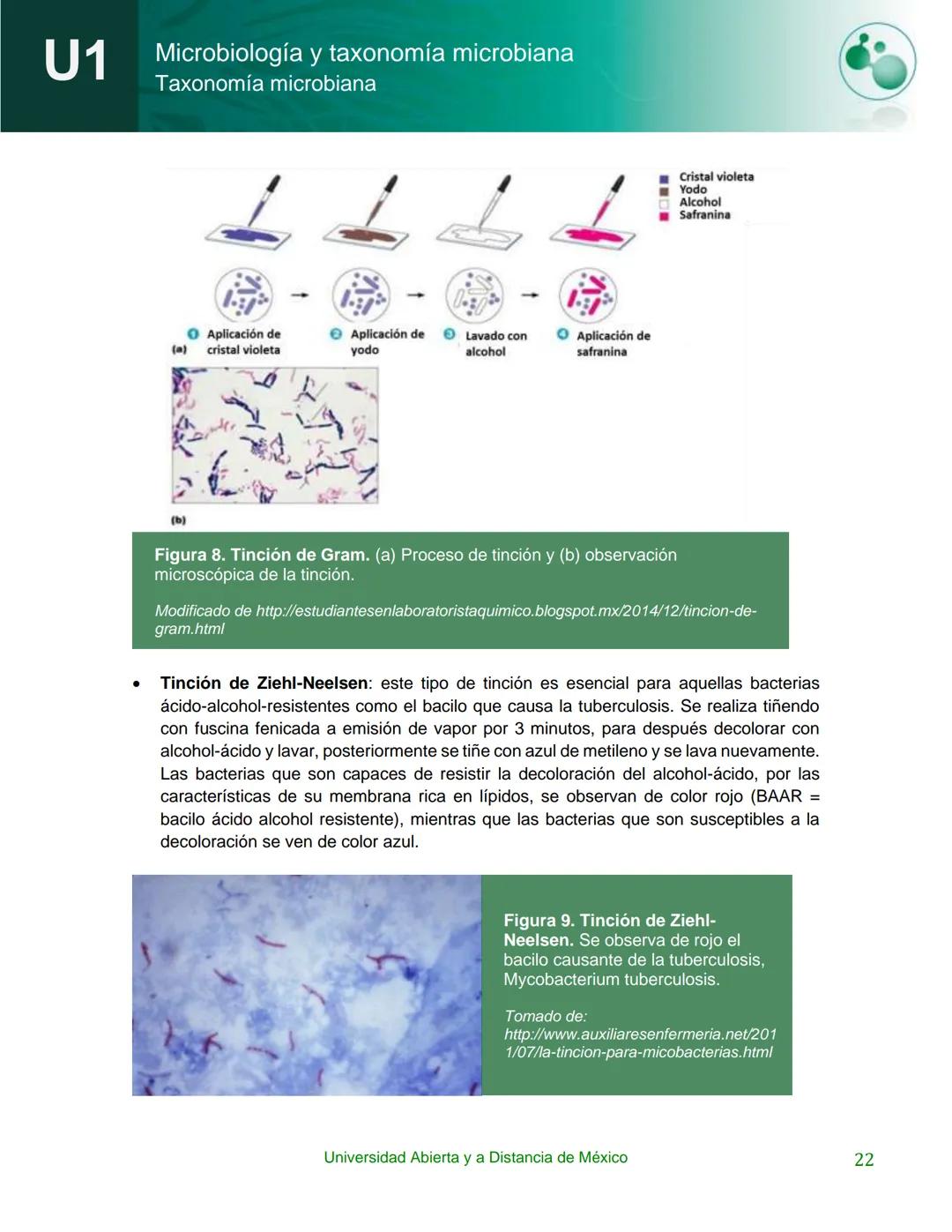 UnADM
UNIVERSIDAD ABIERTA Y
A DISTANCIA DE MÉXICO
Programa de la asignatura:
Microbiología y taxonomía
microbiana
U1 Taxonomía microbiana