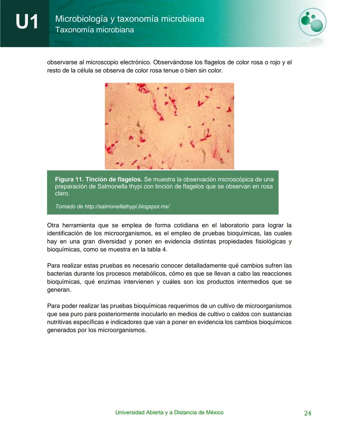 UnADM
UNIVERSIDAD ABIERTA Y
A DISTANCIA DE MÉXICO
Programa de la asignatura:
Microbiología y taxonomía
microbiana
U1 Taxonomía microbiana