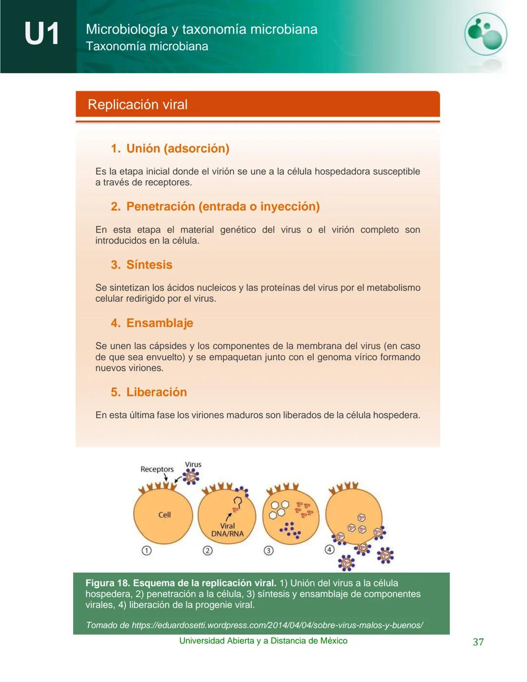 UnADM
UNIVERSIDAD ABIERTA Y
A DISTANCIA DE MÉXICO
Programa de la asignatura:
Microbiología y taxonomía
microbiana
U1 Taxonomía microbiana