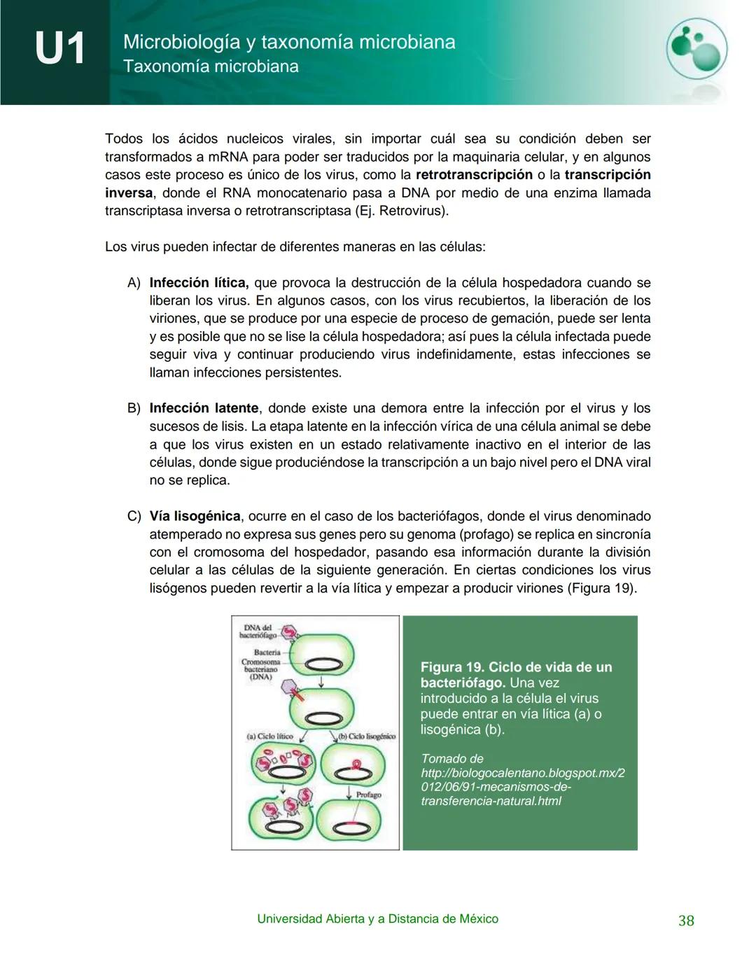 UnADM
UNIVERSIDAD ABIERTA Y
A DISTANCIA DE MÉXICO
Programa de la asignatura:
Microbiología y taxonomía
microbiana
U1 Taxonomía microbiana
