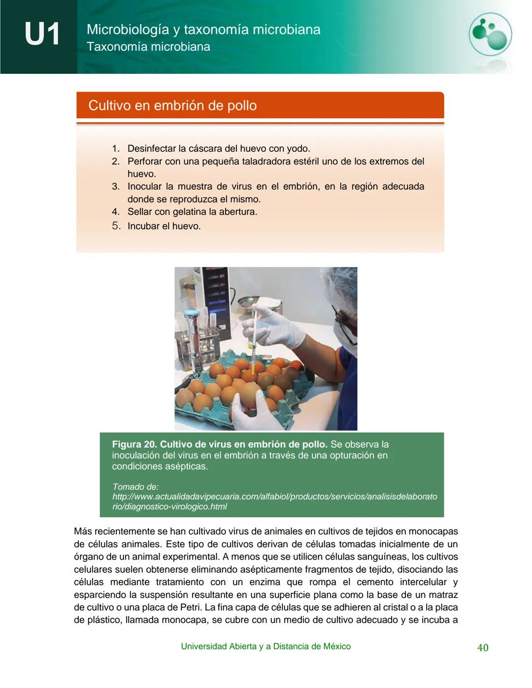 UnADM
UNIVERSIDAD ABIERTA Y
A DISTANCIA DE MÉXICO
Programa de la asignatura:
Microbiología y taxonomía
microbiana
U1 Taxonomía microbiana
