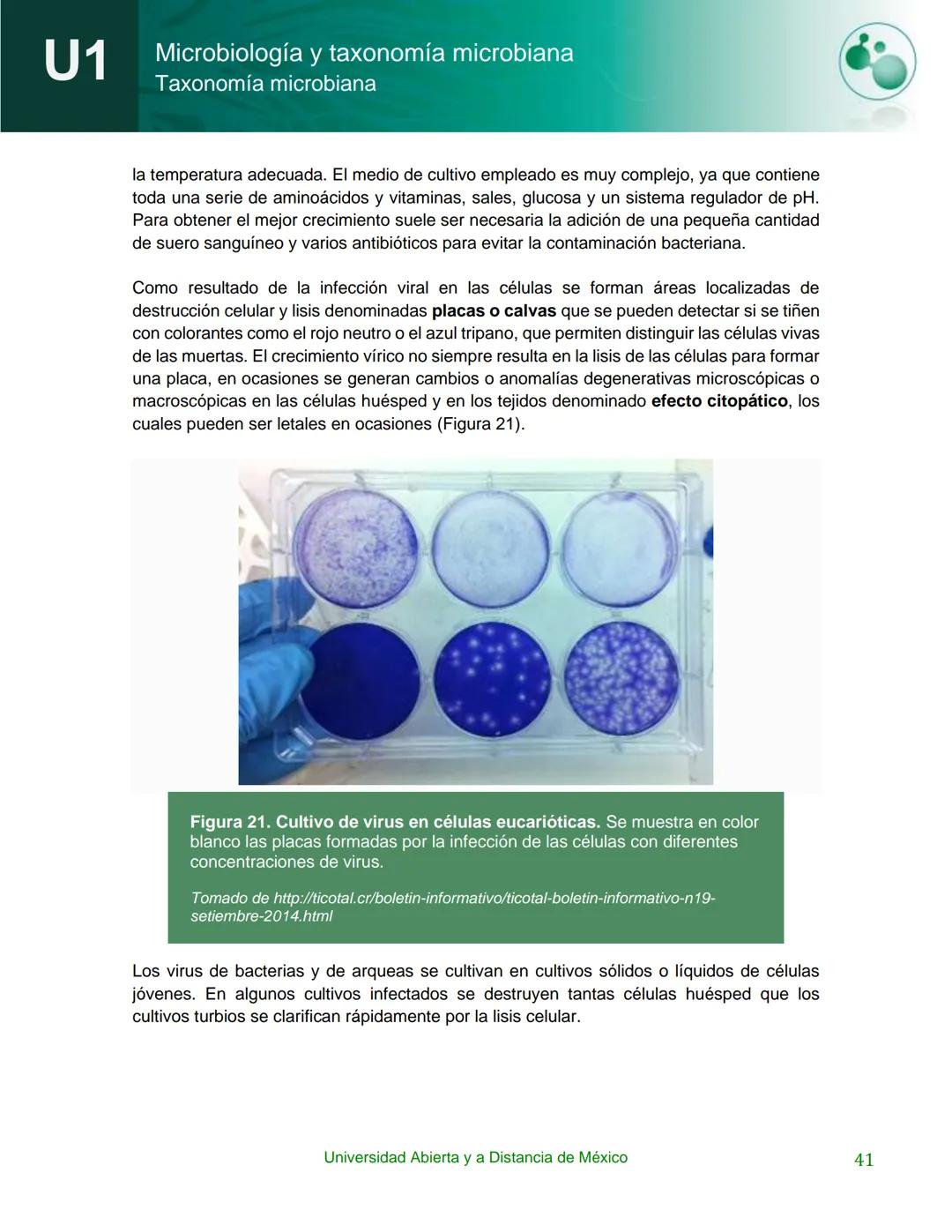 UnADM
UNIVERSIDAD ABIERTA Y
A DISTANCIA DE MÉXICO
Programa de la asignatura:
Microbiología y taxonomía
microbiana
U1 Taxonomía microbiana