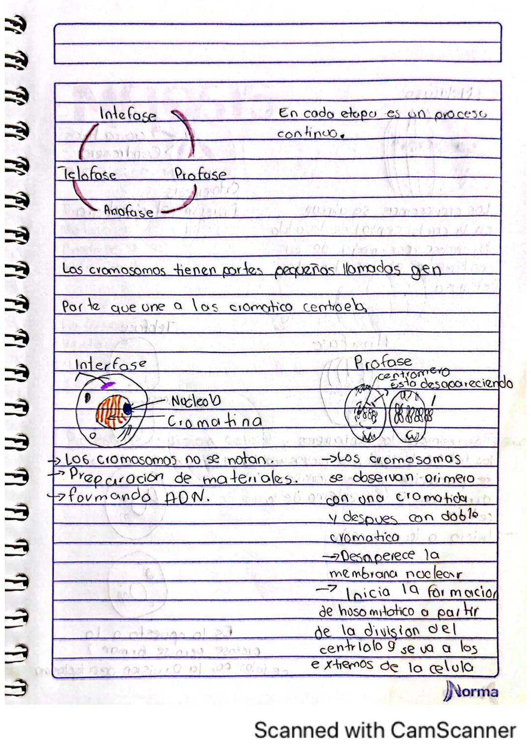 Comila Michelle Baez Garcio
101
10-02-2025
# TARERA
1.¿Los humanos se pueden reproducir asexualmente?
No, los humanos no nos podemos repro
