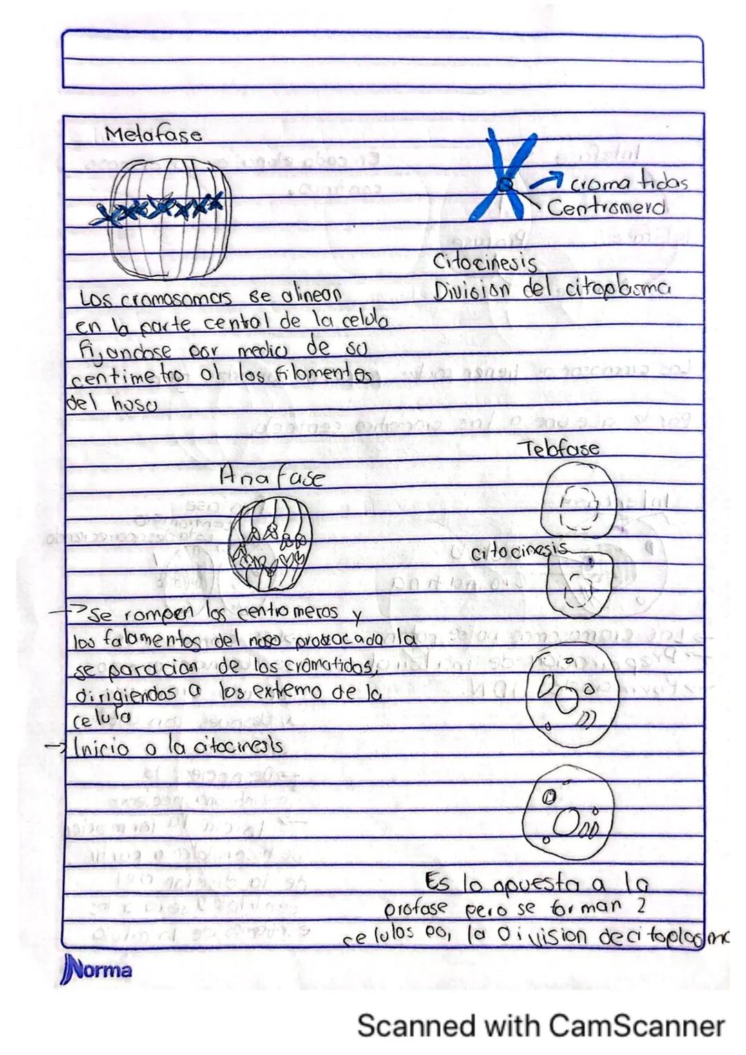 Comila Michelle Baez Garcio
101
10-02-2025
# TARERA
1.¿Los humanos se pueden reproducir asexualmente?
No, los humanos no nos podemos repro