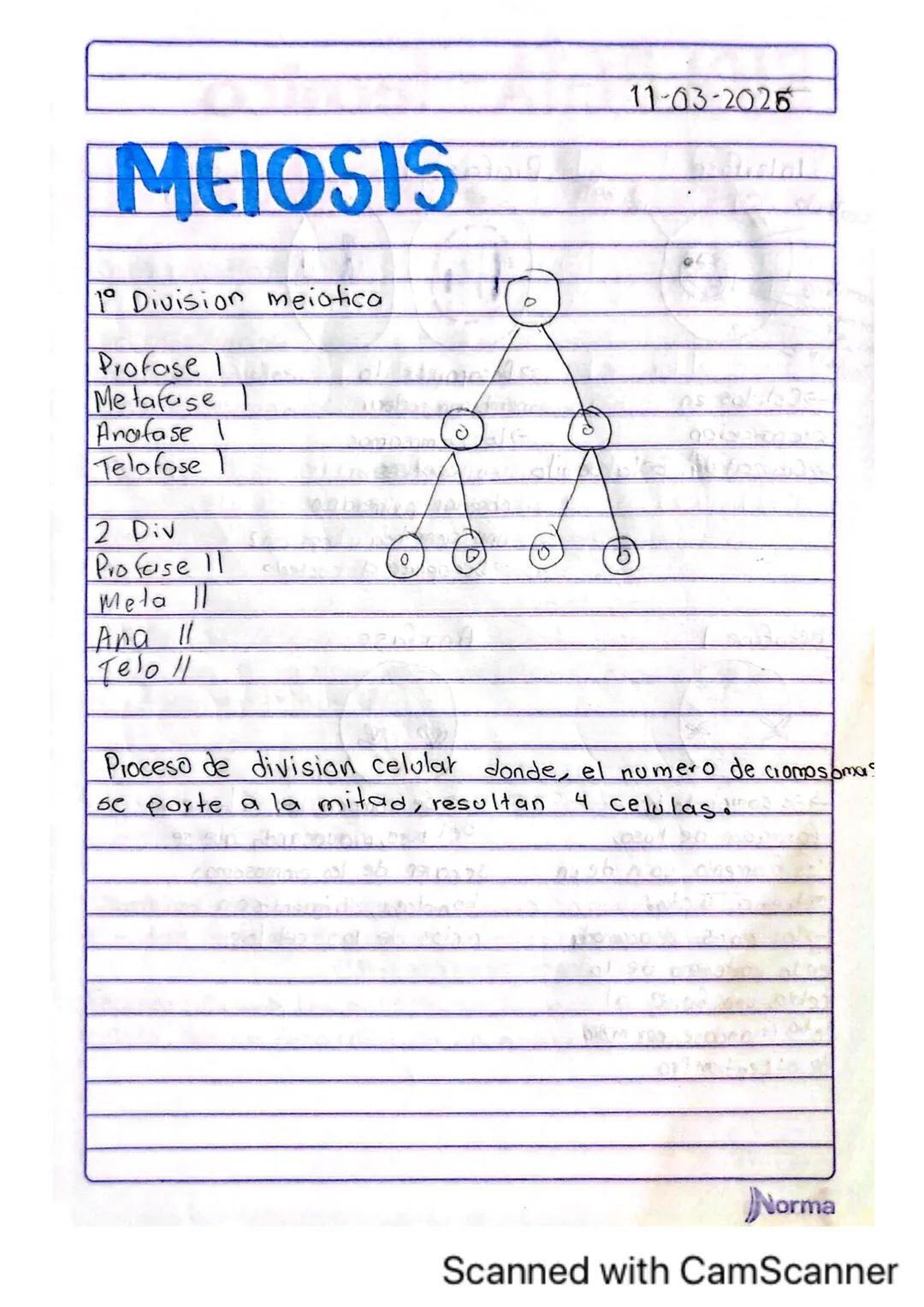 Comila Michelle Baez Garcio
101
10-02-2025
# TARERA
1.¿Los humanos se pueden reproducir asexualmente?
No, los humanos no nos podemos repro