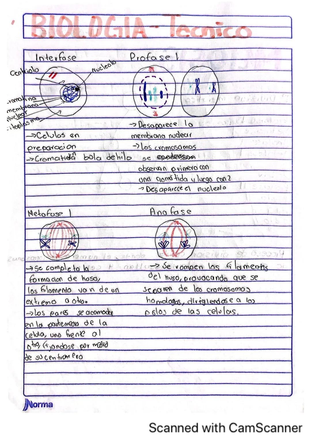 Comila Michelle Baez Garcio
101
10-02-2025
# TARERA
1.¿Los humanos se pueden reproducir asexualmente?
No, los humanos no nos podemos repro
