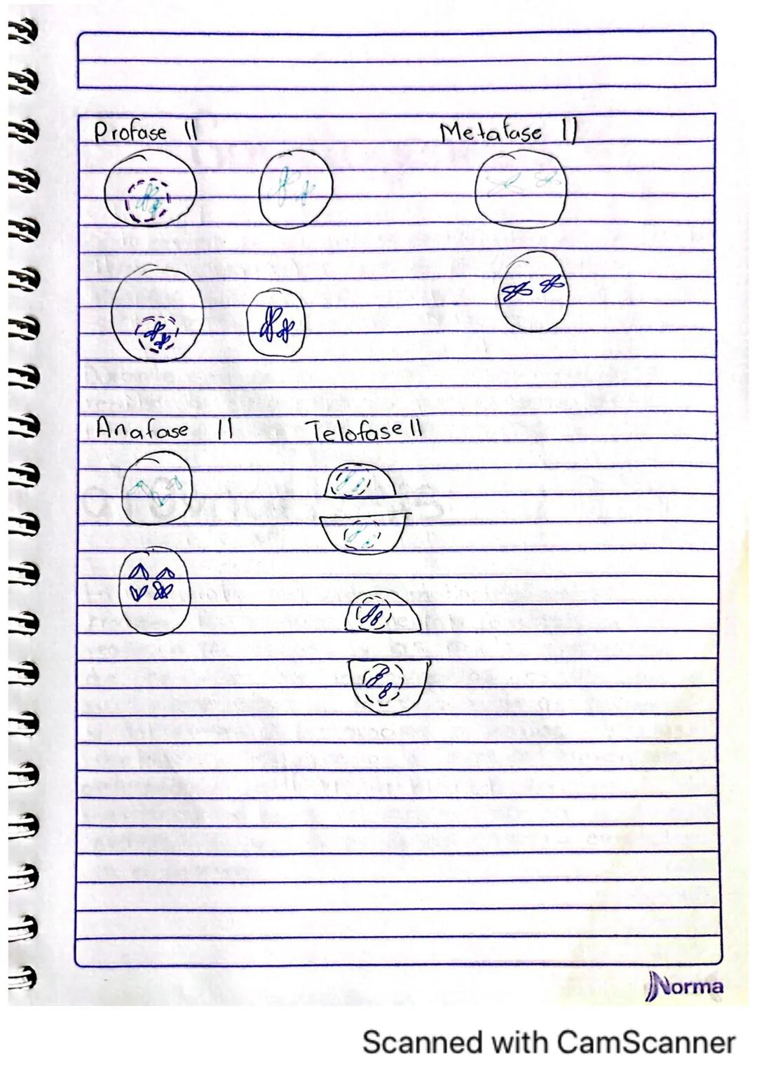 Comila Michelle Baez Garcio
101
10-02-2025
# TARERA
1.¿Los humanos se pueden reproducir asexualmente?
No, los humanos no nos podemos repro