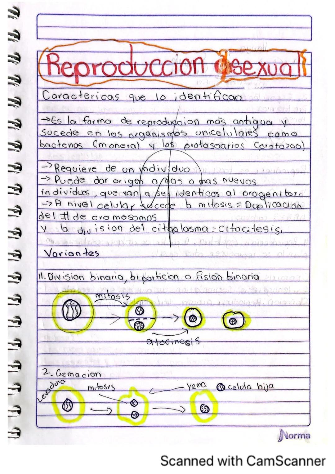 Comila Michelle Baez Garcio
101
10-02-2025
# TARERA
1.¿Los humanos se pueden reproducir asexualmente?
No, los humanos no nos podemos repro
