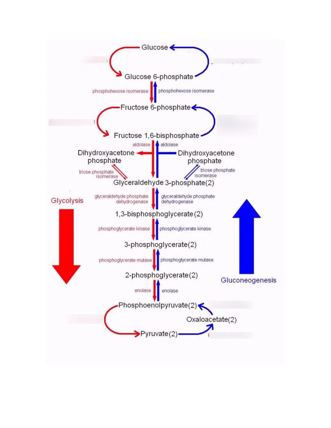 --- OCR Start ---
Guía de BIOQUÍMICа #2
carbohidratos/ BLÚCIDOS
-La oxidación de los glúcidos es la principal ruta de obtención de energía e