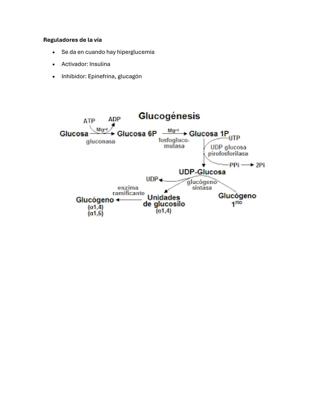 --- OCR Start ---
Guía de BIOQUÍMICа #2
carbohidratos/ BLÚCIDOS
-La oxidación de los glúcidos es la principal ruta de obtención de energía e