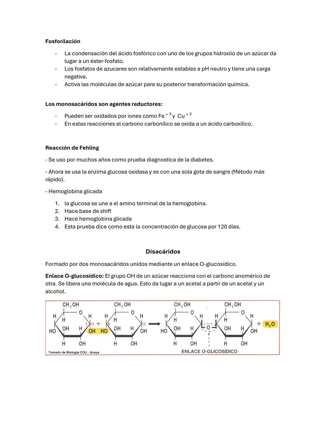 --- OCR Start ---
Guía de BIOQUÍMICа #2
carbohidratos/ BLÚCIDOS
-La oxidación de los glúcidos es la principal ruta de obtención de energía e