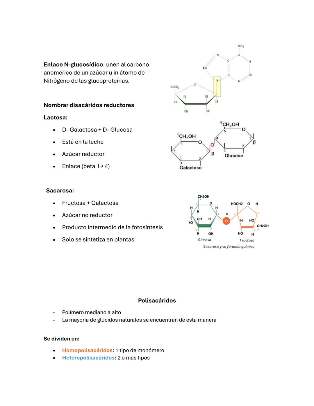 --- OCR Start ---
Guía de BIOQUÍMICа #2
carbohidratos/ BLÚCIDOS
-La oxidación de los glúcidos es la principal ruta de obtención de energía e