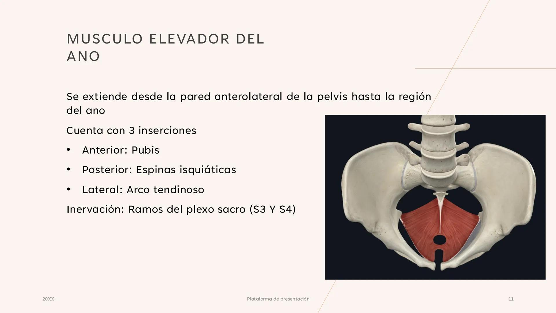 # CAVIDAD PÉLVICA
Adrián Hernández Lemus EXTENSIÓN
Es una cavidad que se extiende:
• Superiormente hacia la caja torácica
• Inferiorment
