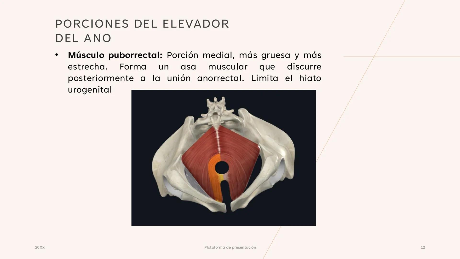 # CAVIDAD PÉLVICA
Adrián Hernández Lemus EXTENSIÓN
Es una cavidad que se extiende:
• Superiormente hacia la caja torácica
• Inferiorment