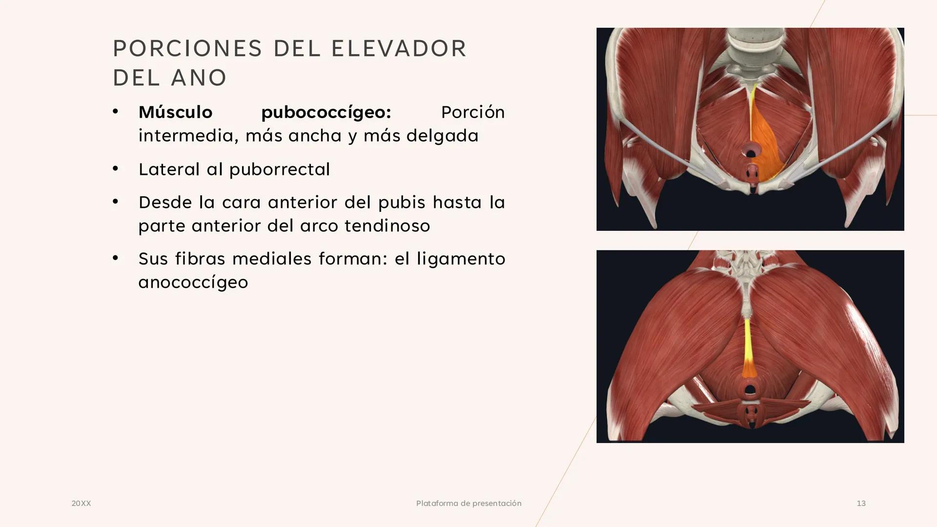 # CAVIDAD PÉLVICA
Adrián Hernández Lemus EXTENSIÓN
Es una cavidad que se extiende:
• Superiormente hacia la caja torácica
• Inferiorment