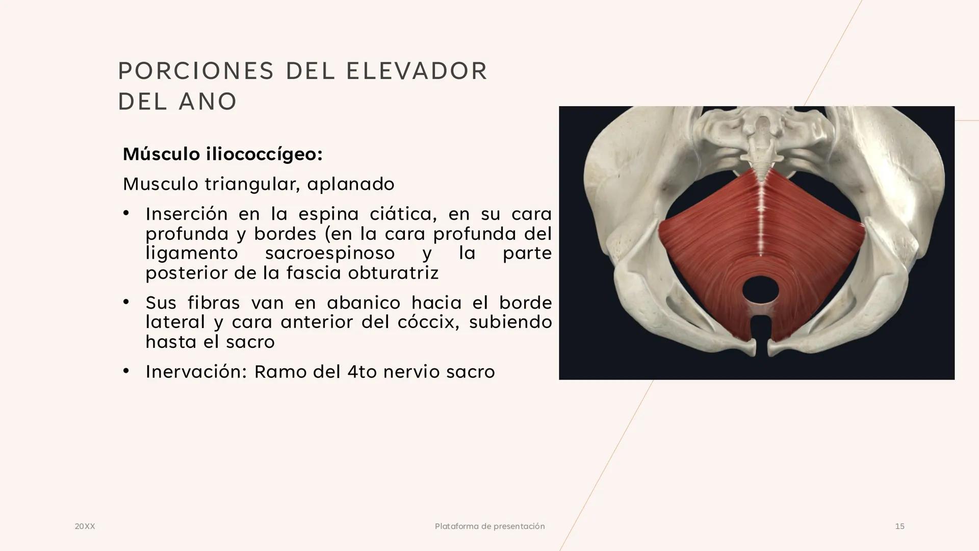# CAVIDAD PÉLVICA
Adrián Hernández Lemus EXTENSIÓN
Es una cavidad que se extiende:
• Superiormente hacia la caja torácica
• Inferiorment
