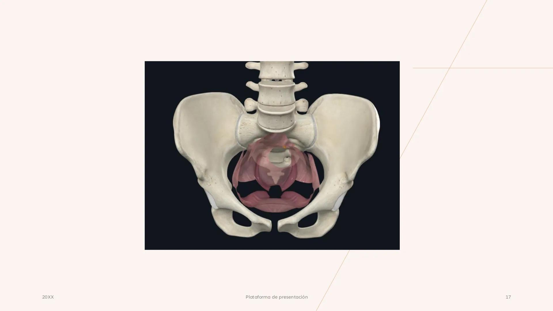 # CAVIDAD PÉLVICA
Adrián Hernández Lemus EXTENSIÓN
Es una cavidad que se extiende:
• Superiormente hacia la caja torácica
• Inferiorment