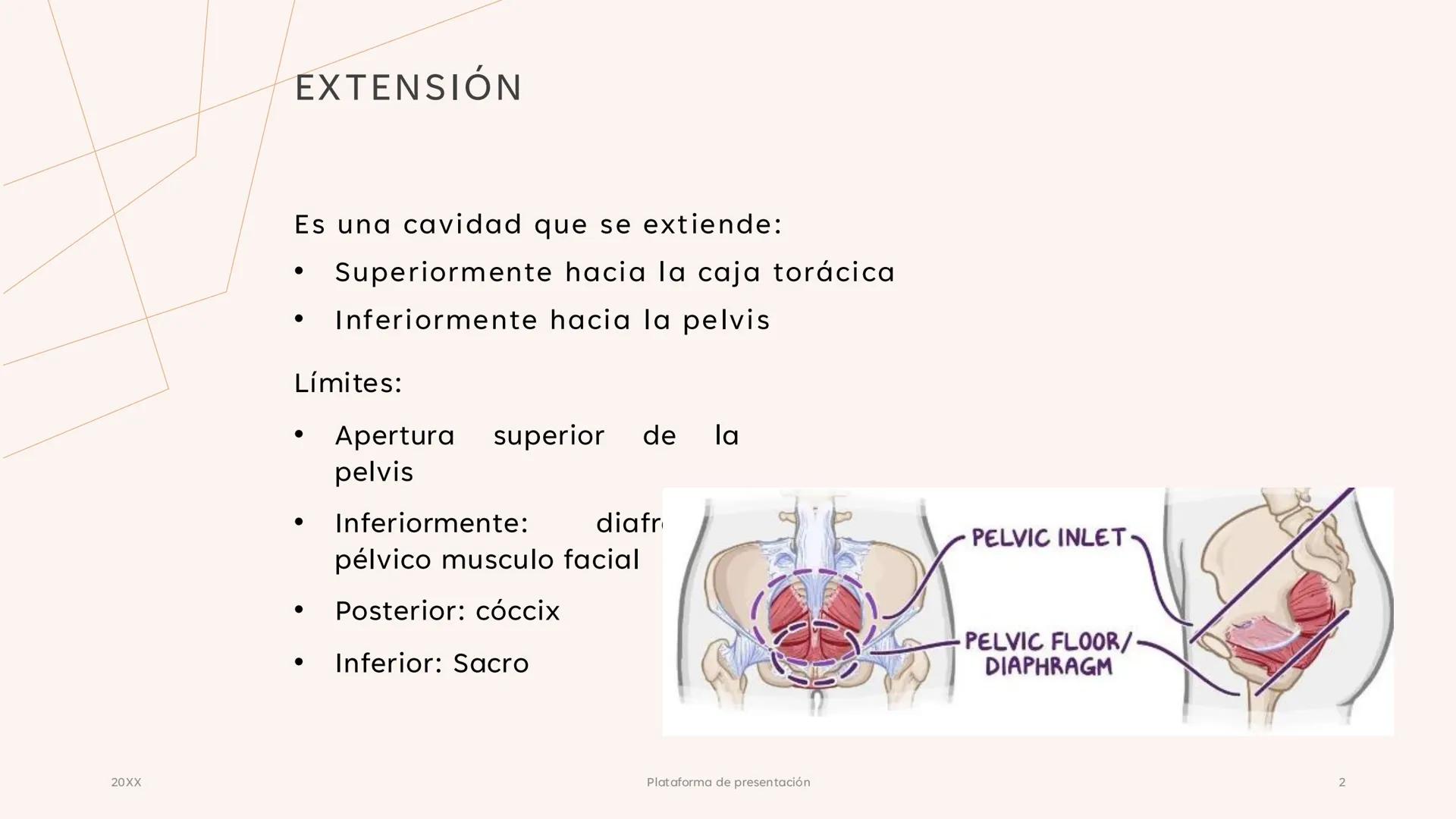 # CAVIDAD PÉLVICA
Adrián Hernández Lemus EXTENSIÓN
Es una cavidad que se extiende:
• Superiormente hacia la caja torácica
• Inferiorment