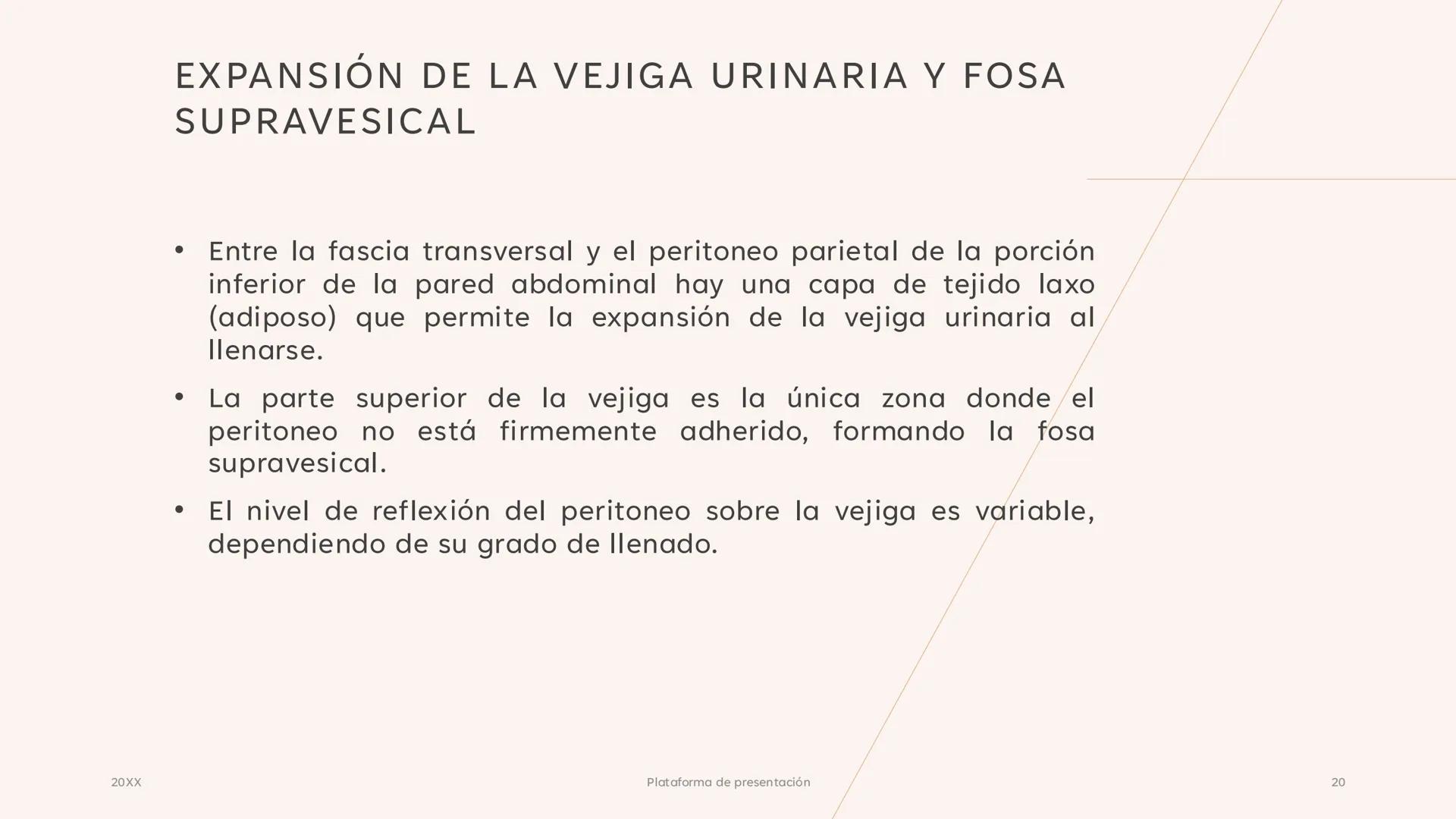 # CAVIDAD PÉLVICA
Adrián Hernández Lemus EXTENSIÓN
Es una cavidad que se extiende:
• Superiormente hacia la caja torácica
• Inferiorment