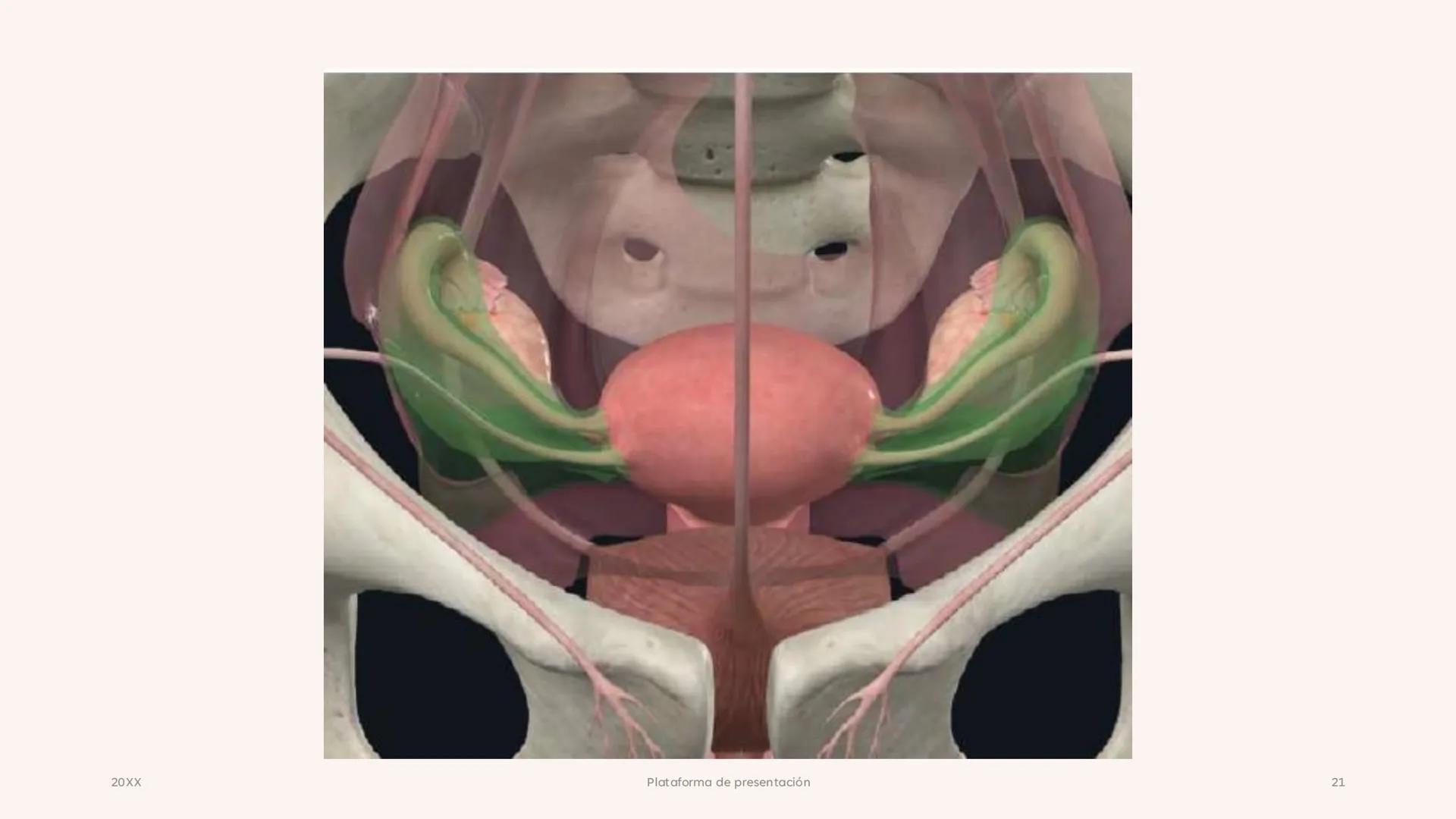 # CAVIDAD PÉLVICA
Adrián Hernández Lemus EXTENSIÓN
Es una cavidad que se extiende:
• Superiormente hacia la caja torácica
• Inferiorment