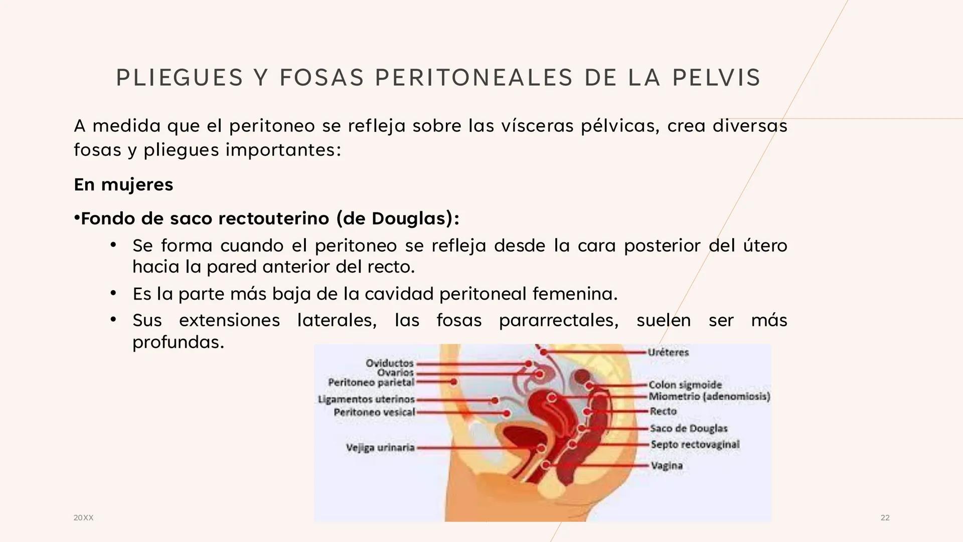 # CAVIDAD PÉLVICA
Adrián Hernández Lemus EXTENSIÓN
Es una cavidad que se extiende:
• Superiormente hacia la caja torácica
• Inferiorment