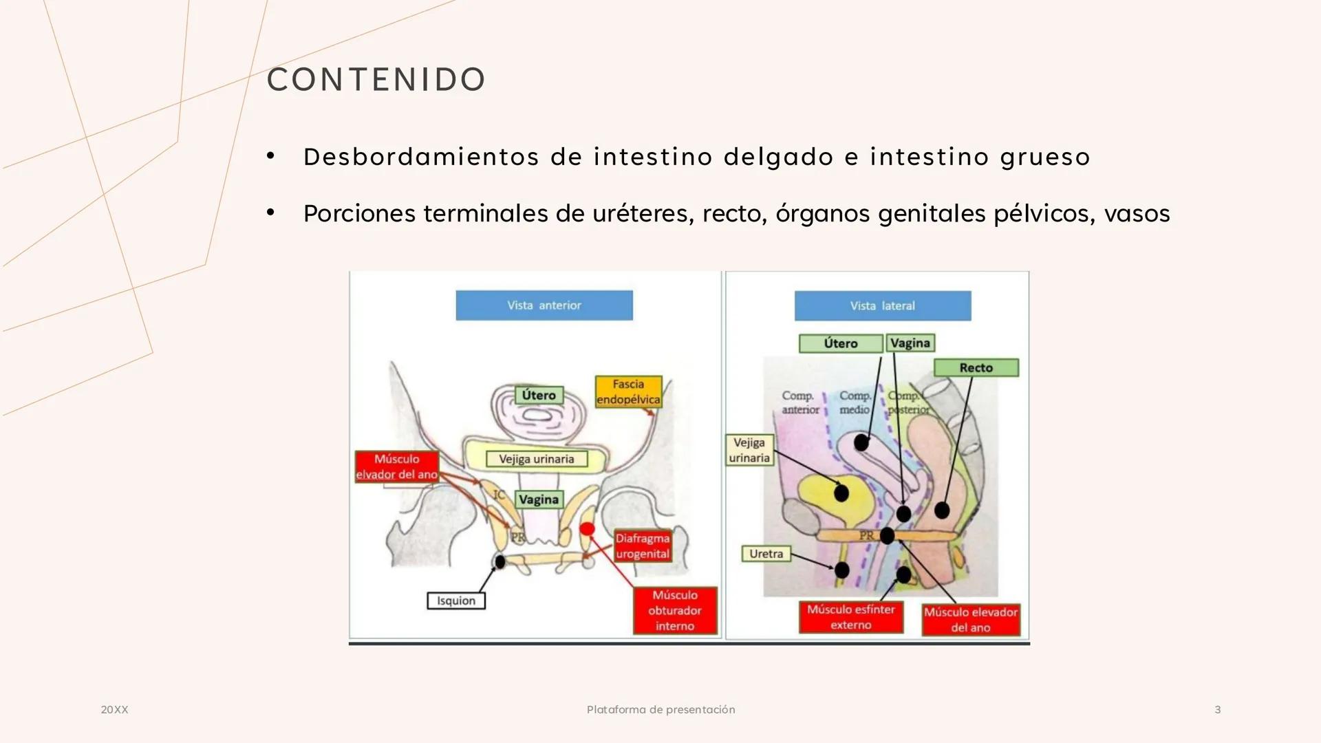 # CAVIDAD PÉLVICA
Adrián Hernández Lemus EXTENSIÓN
Es una cavidad que se extiende:
• Superiormente hacia la caja torácica
• Inferiorment