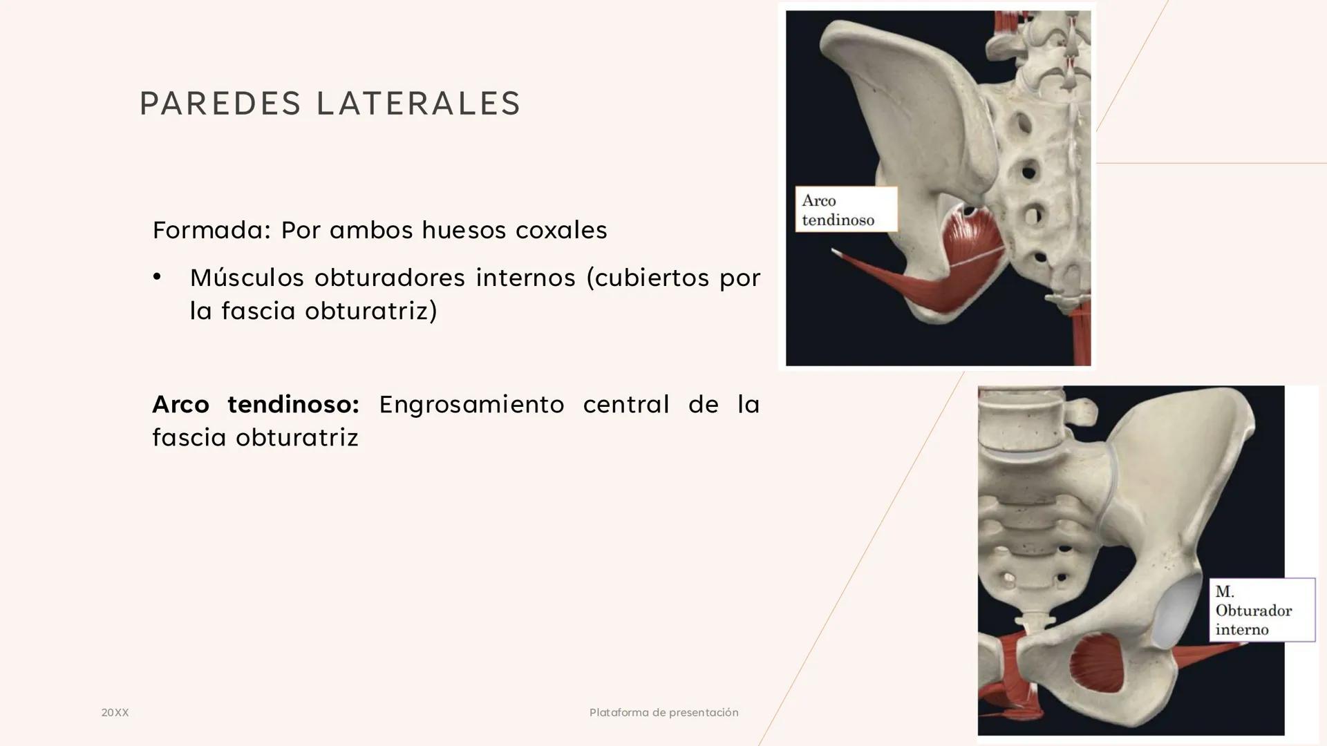 # CAVIDAD PÉLVICA
Adrián Hernández Lemus EXTENSIÓN
Es una cavidad que se extiende:
• Superiormente hacia la caja torácica
• Inferiorment