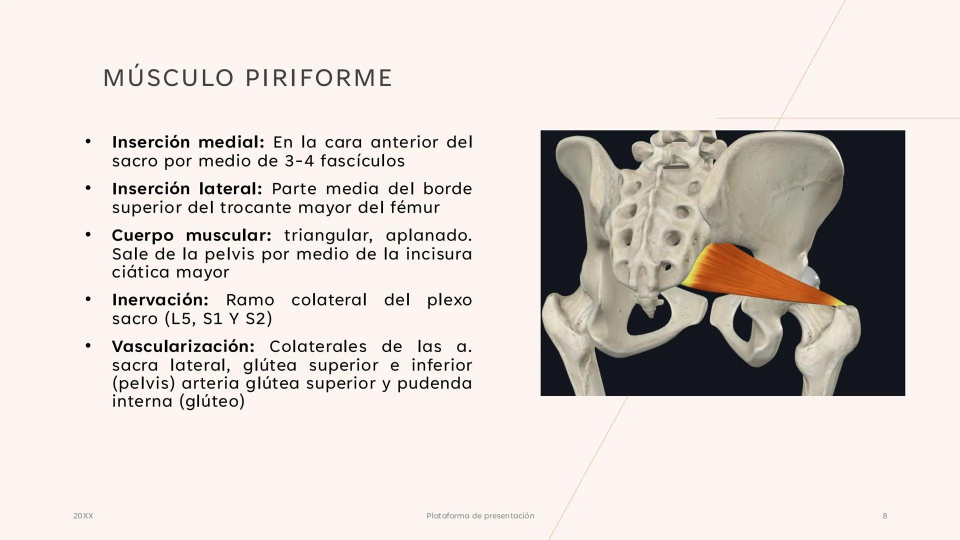 # CAVIDAD PÉLVICA
Adrián Hernández Lemus EXTENSIÓN
Es una cavidad que se extiende:
• Superiormente hacia la caja torácica
• Inferiorment
