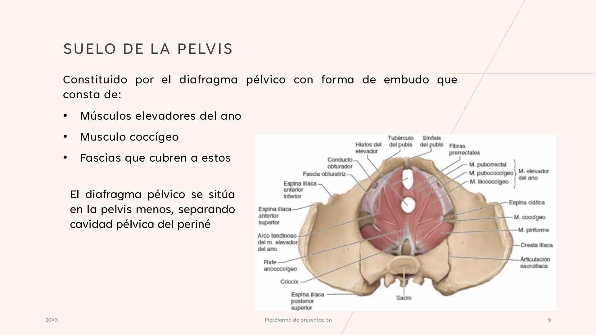# CAVIDAD PÉLVICA
Adrián Hernández Lemus EXTENSIÓN
Es una cavidad que se extiende:
• Superiormente hacia la caja torácica
• Inferiorment